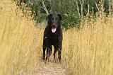 BEAUCERON 056